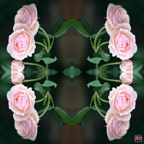 [pink rose furoshiki]